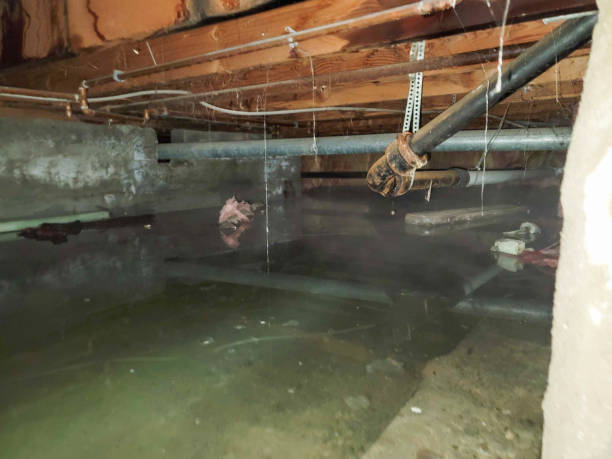 Best Water damage contractors near me  in Snead, AL
